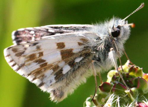 Pyrgus armoricanus - maybe or maybe not?! Pyrgus sp. e Pyrgus alveus